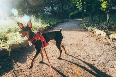 Doberman pinscher on footpath during sunny day