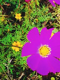 Close-up of yellow flower blooming outdoors