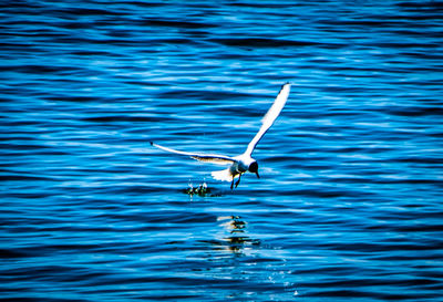 Bird flying over sea