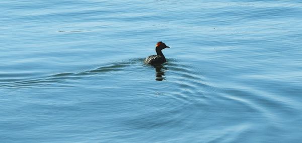 Man swimming in sea