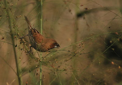 Bird perching on a plant