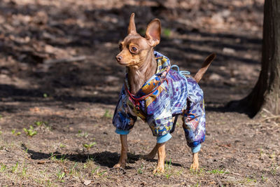 Portrait of dog standing on field