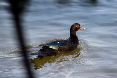 Close-up of duck swimming on lake