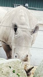 Close-up of elephant