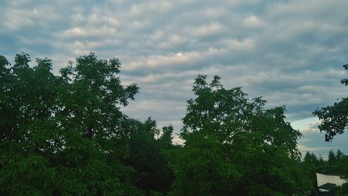 Low angle view of trees against cloudy sky