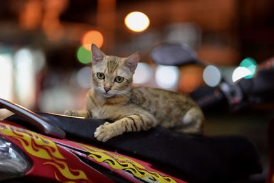 Close-up of cat sitting in illuminated room