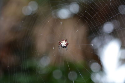 Close-up of spider on web