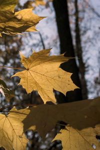 Close-up of maple leaves