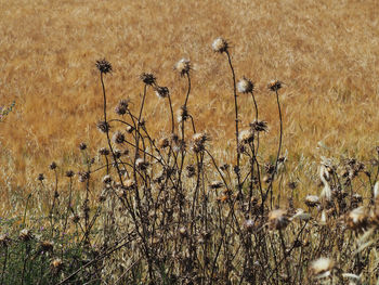 Dry plants on field