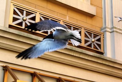 Low angle view of birds in flight