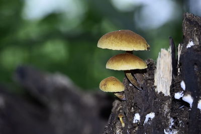 Close-up of mushrooms growing on land