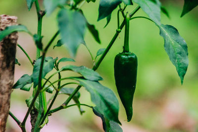 Close-up of green chili peppers plant