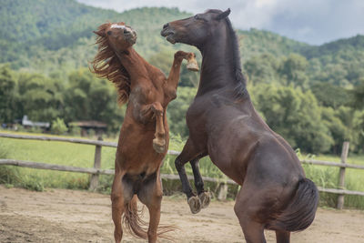 Horses in the field