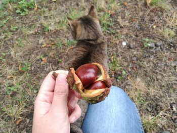 High angle view of woman hand holding fruit