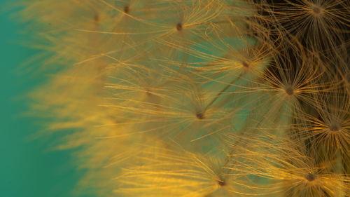 Close-up of dandelion against black background
