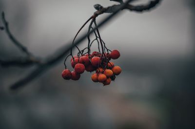 Close-up of cherries on tree