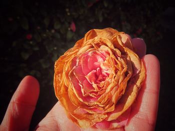 Close-up of hand holding rose