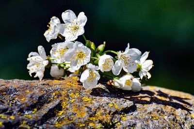 Close-up of white flowering plant