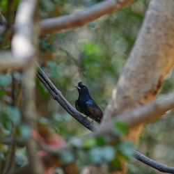 Close-up of bird perching on branch