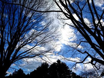 Low angle view of bare trees against sky