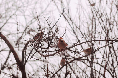 Low angle view of bird perching on tree