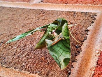 Close-up of insect on plant