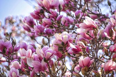 Close-up of pink flowers