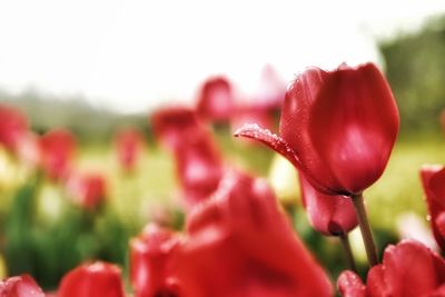 Close-up of fresh red tulips blooming outdoors