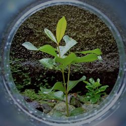 High angle view of potted plant