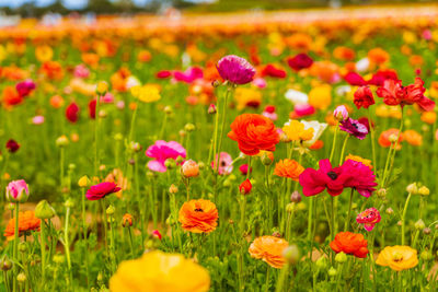 Close-up of flowering plants on field