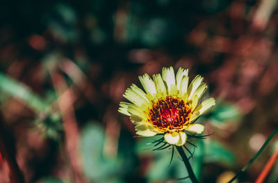 Close-up of yellow flowering plant