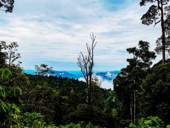 Plants growing on land against sky