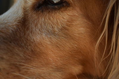 Close-up of dog