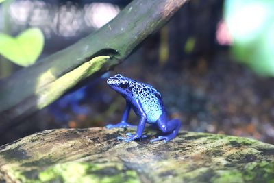 Close-up of a lizard