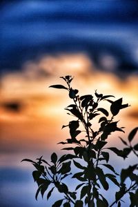 Close-up of silhouette plant against sky at sunset