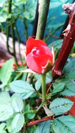 Close-up of red flower blooming outdoors