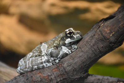 Close-up of lizard on wood