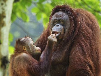 Close-up of orangutan and young orangutan