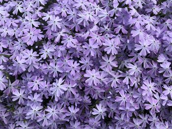 Full frame shot of purple flowering plants