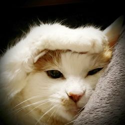 Close-up portrait of a cat