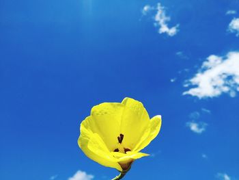 Close-up of yellow flower against blue sky