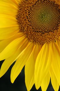 Full frame shot of yellow sunflower blooming outdoors