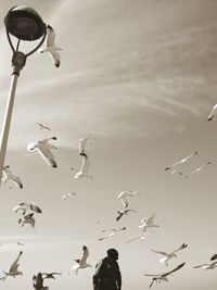 Low angle view of birds flying in sky