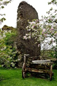 View of flower trees against sky