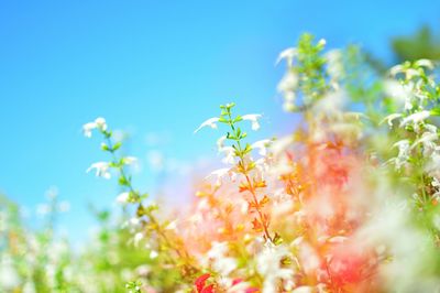 Close-up of flowering plants against blue sky