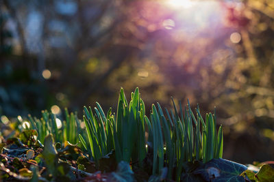 Close-up of plants growing in park