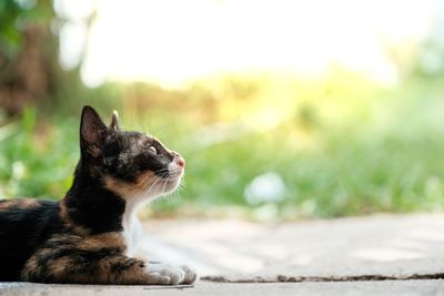 Close-up of a cat looking away