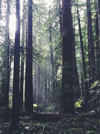 Trees in forest