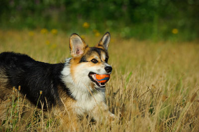 Close-up of pembroke welsh corgi carrying ball in mouth while running at grassy field