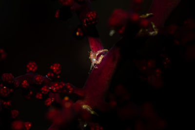 Close-up of red berries on plant at night